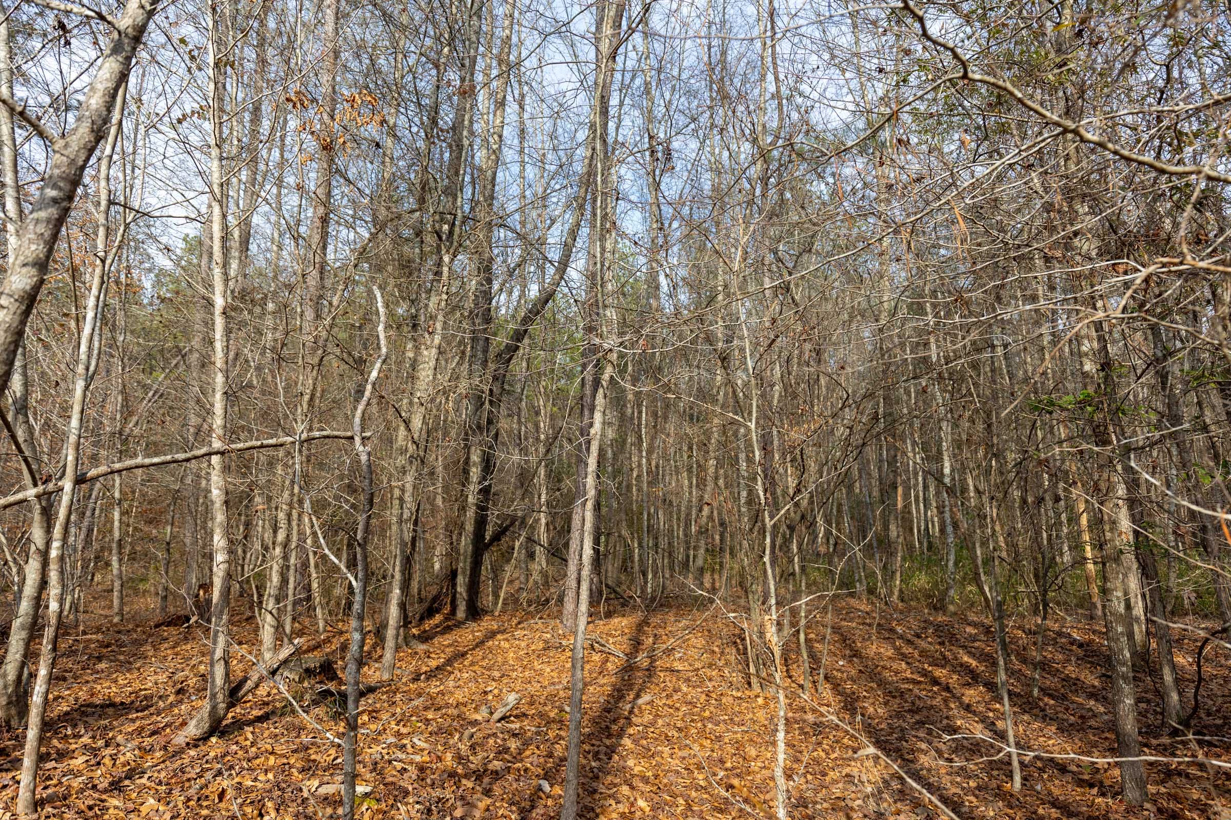 Baker Creek Tract 9 photo 2