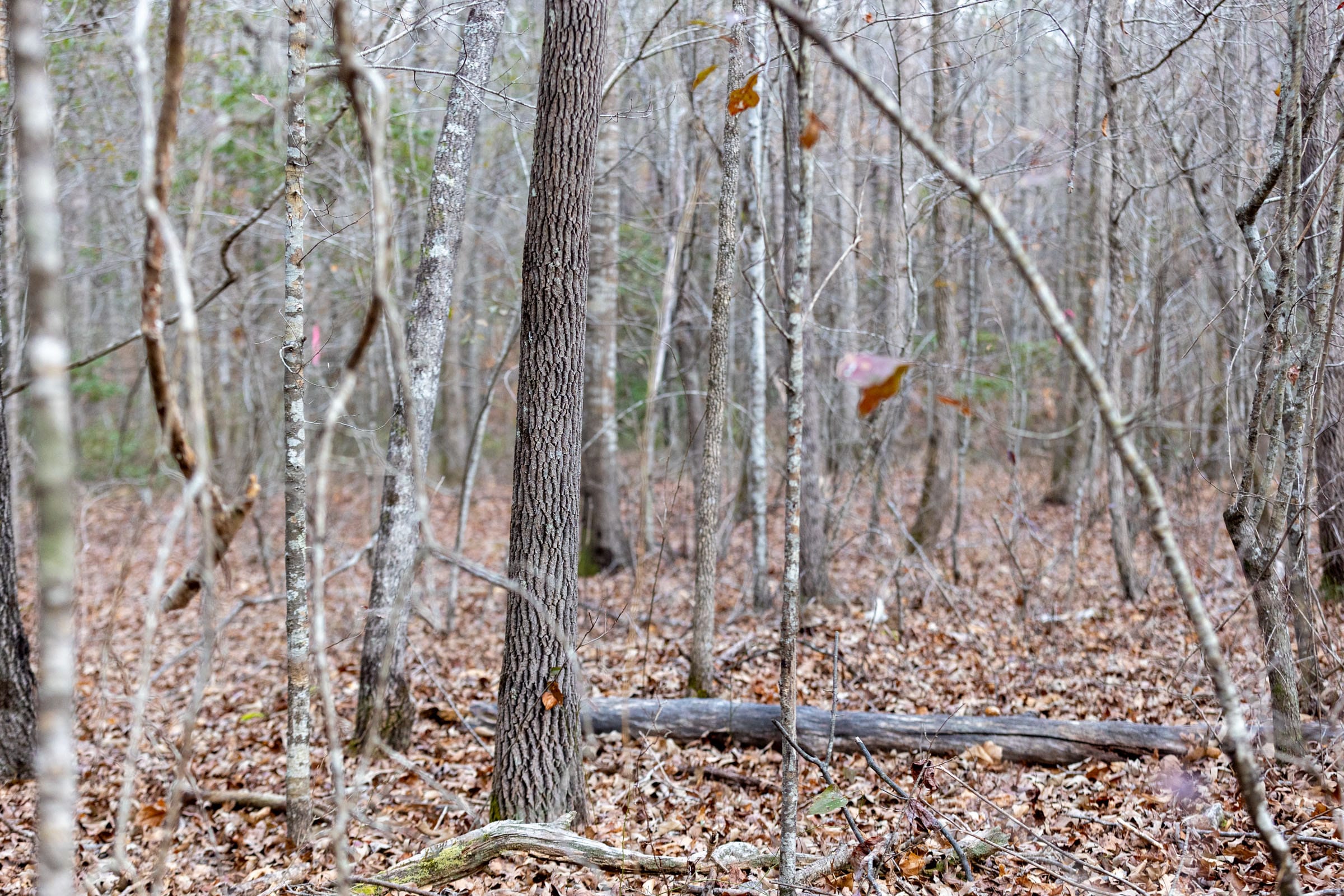 Baker Creek Tract 9 photo 5