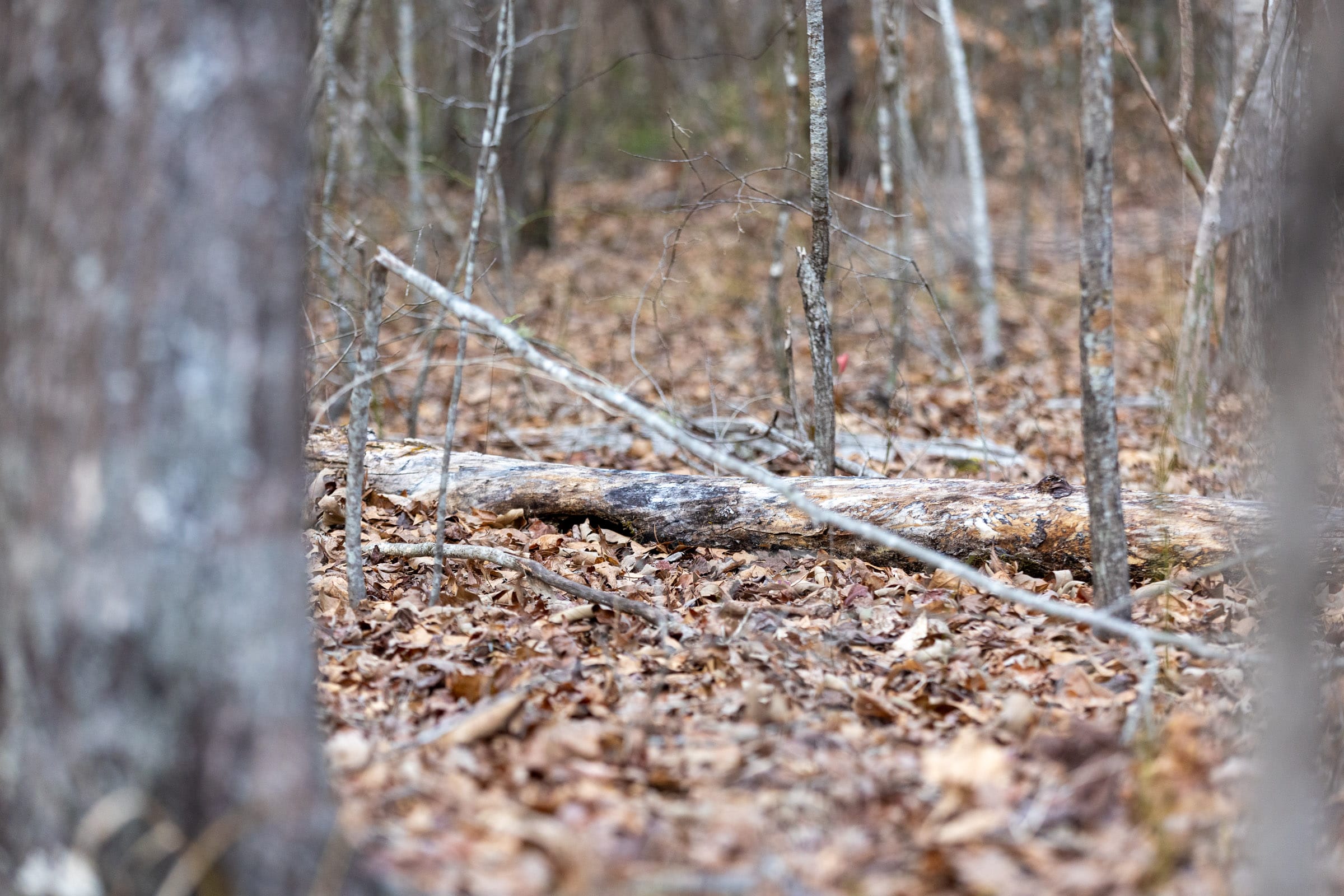 Baker Creek Tract 9 photo 3