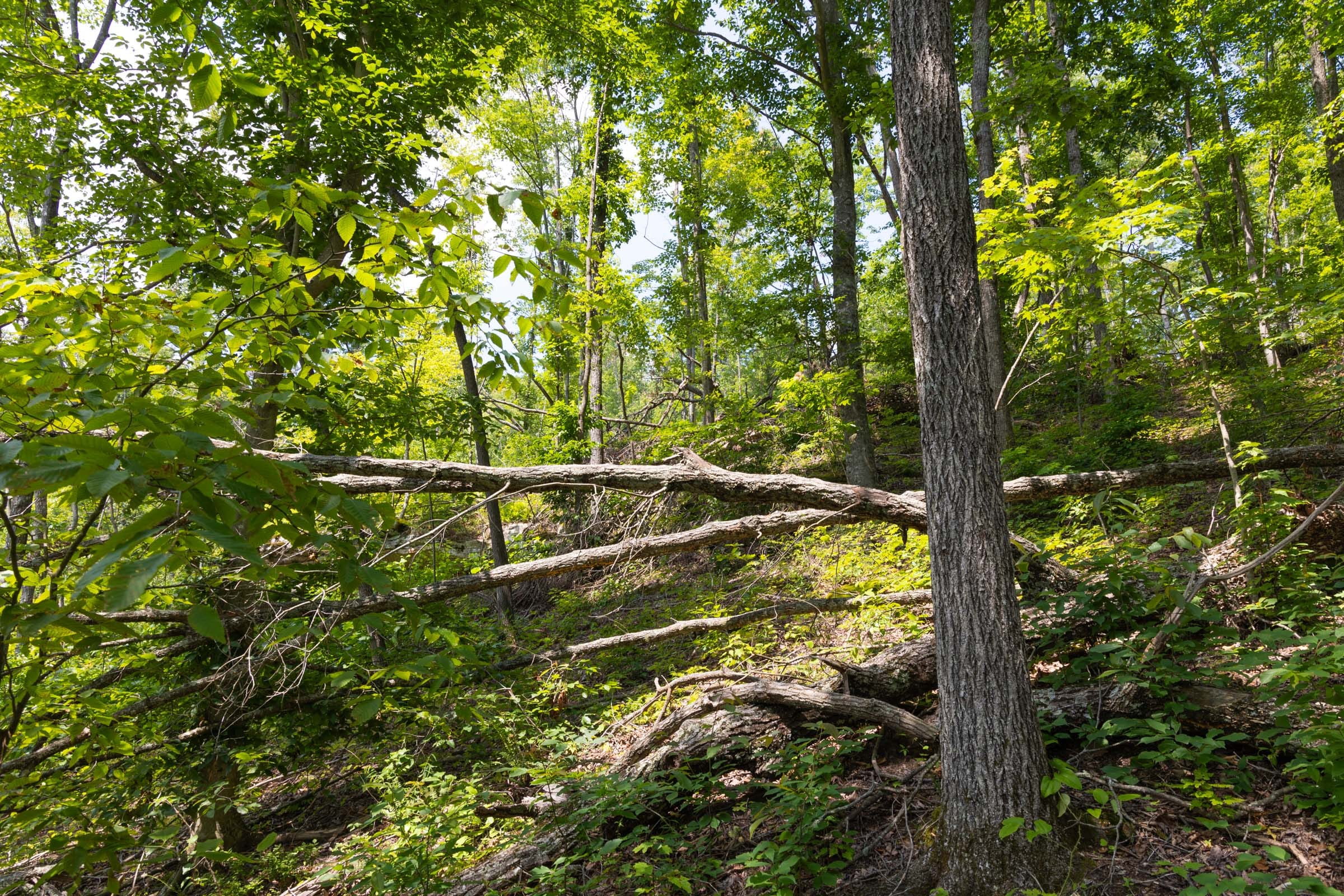 Creek Hollow Phase II Tract 58 photo 10