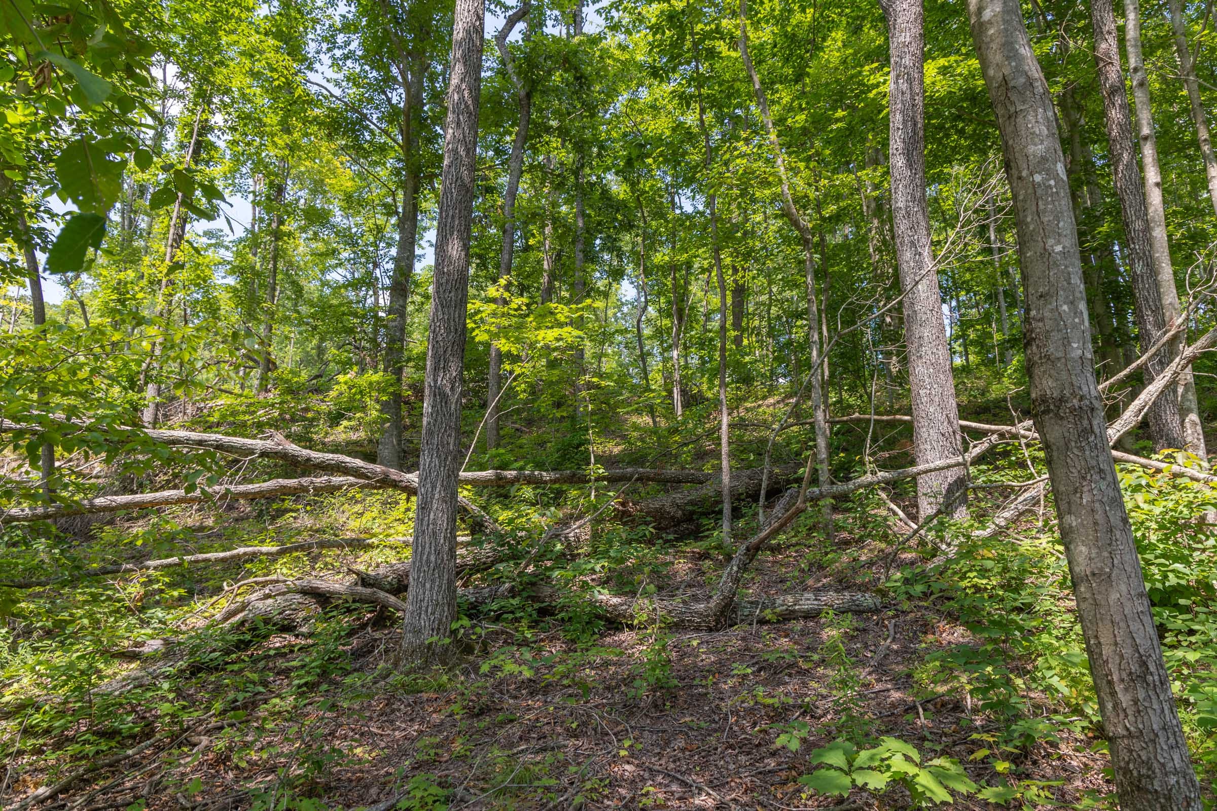 Creek Hollow Phase II Tract 58 photo 8