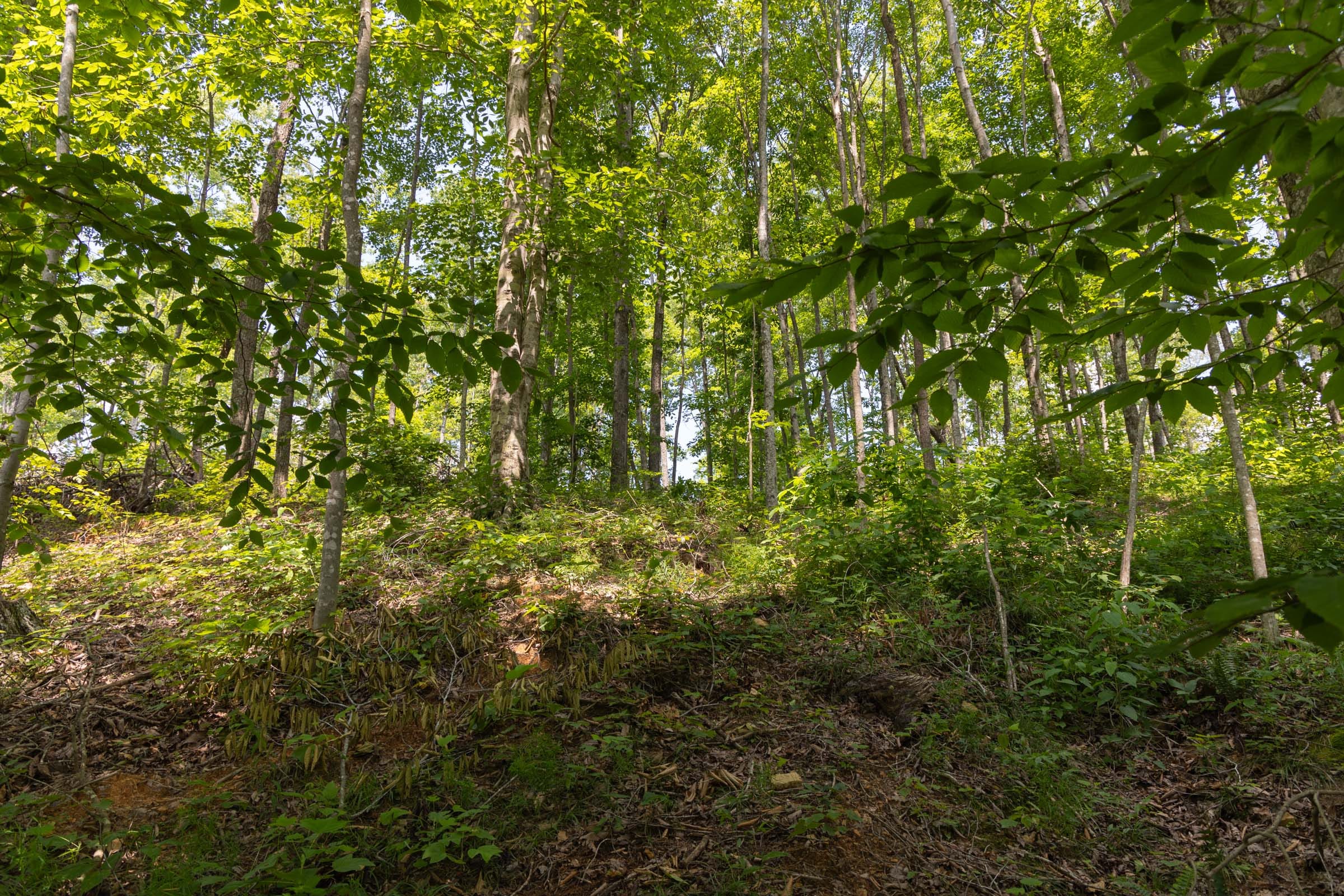 Creek Hollow Phase II Tract 58 photo 4