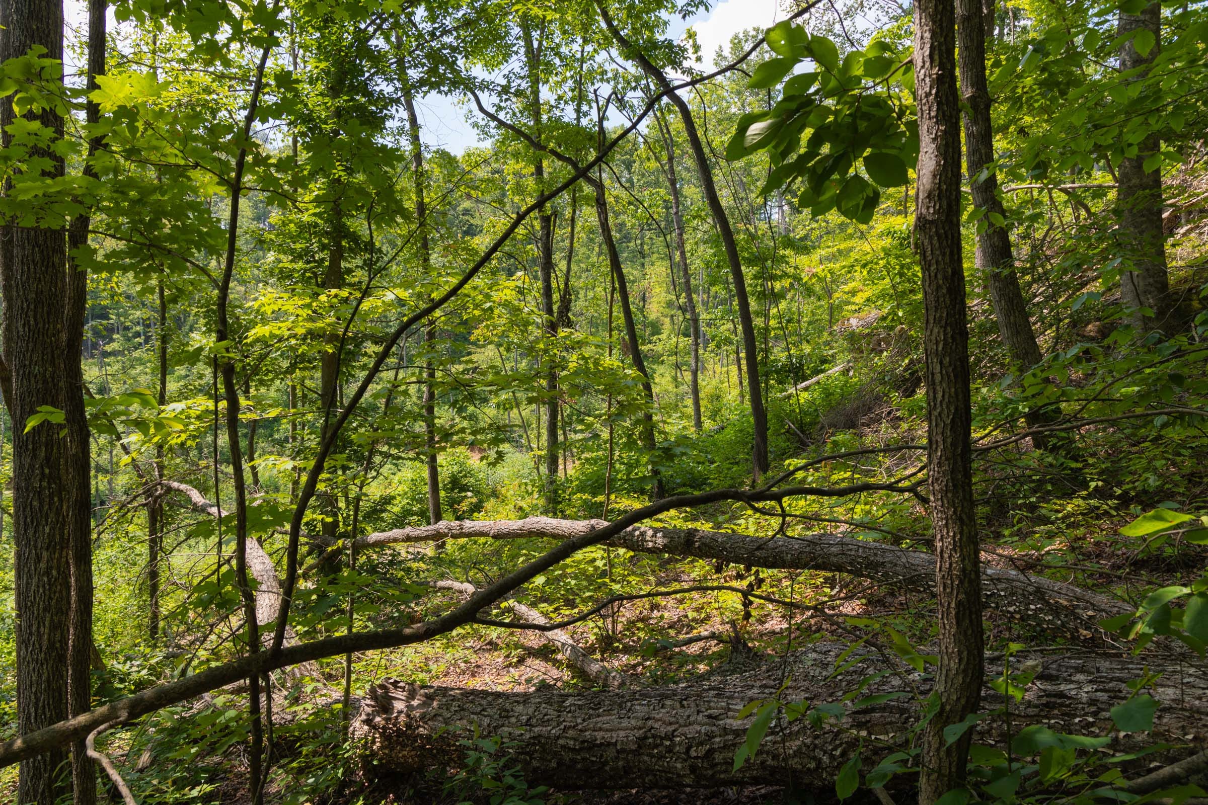 Creek Hollow Phase II Tract 58 photo 12