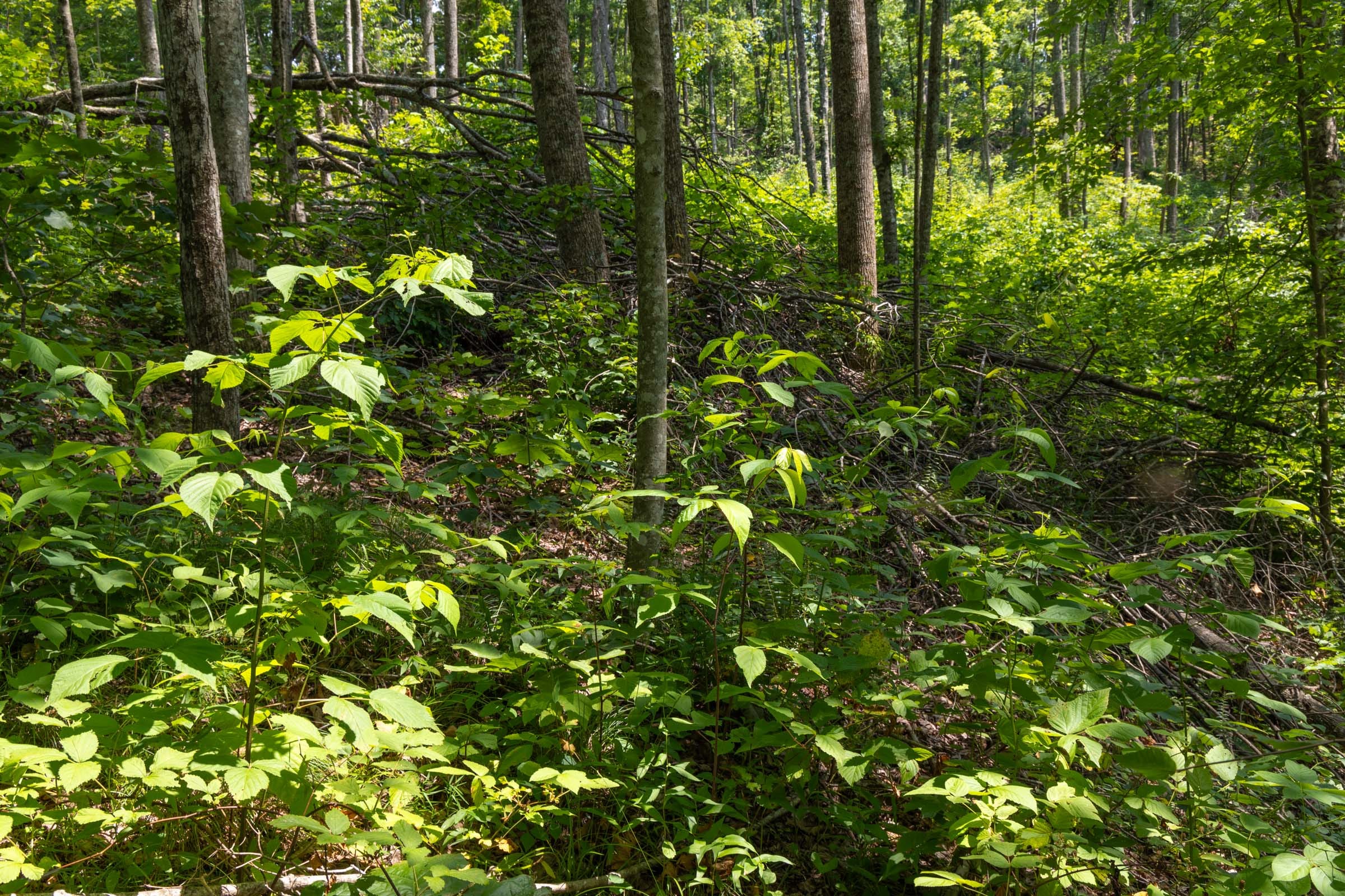 Creek Hollow Phase II Tract 58 photo 13