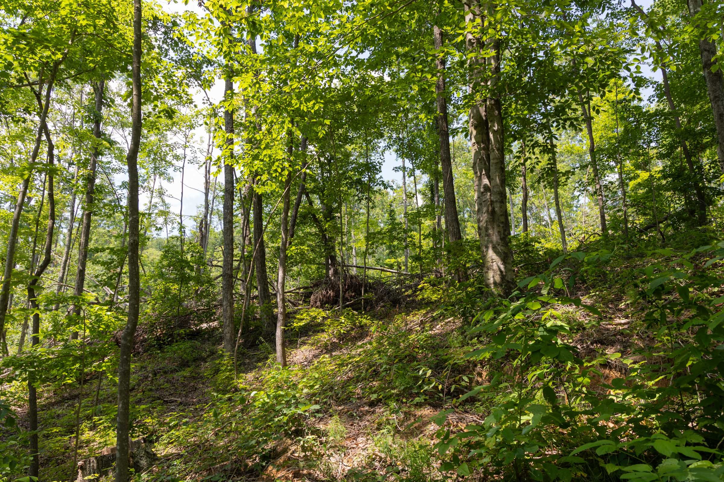 Creek Hollow Phase II Tract 58 photo 1