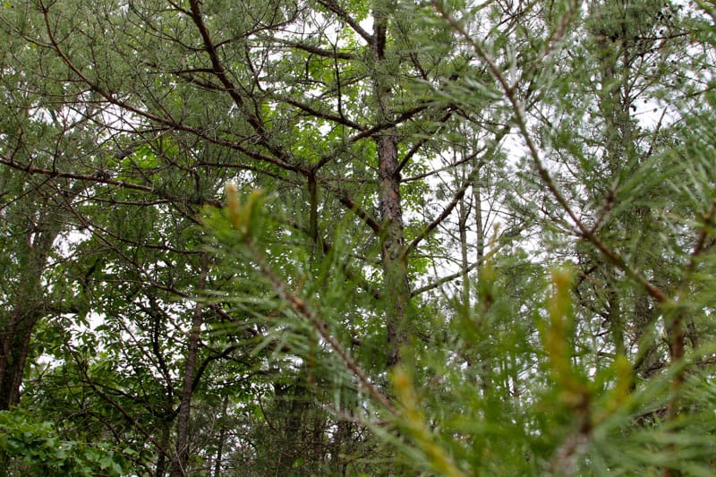 Trophy Ridge Phase II Tract 98 photo 2