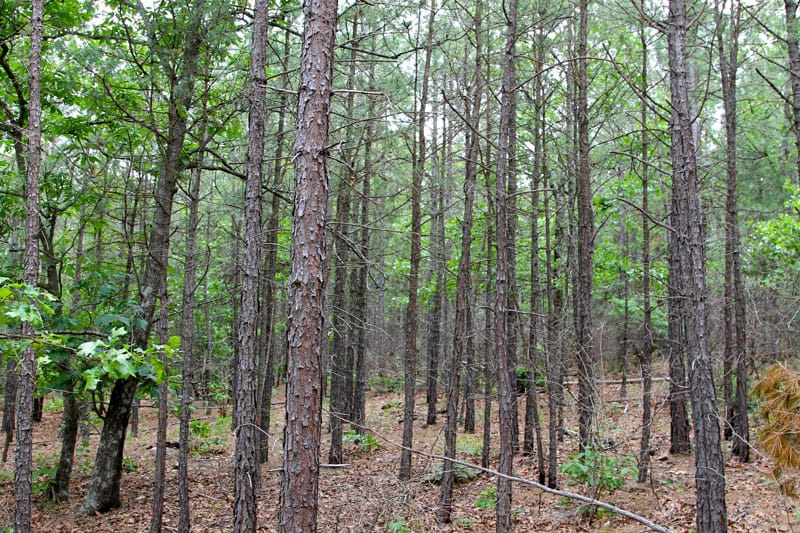 Trophy Ridge Phase II Tract 98 photo 3