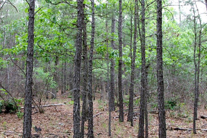 Trophy Ridge Phase II Tract 98 photo 5