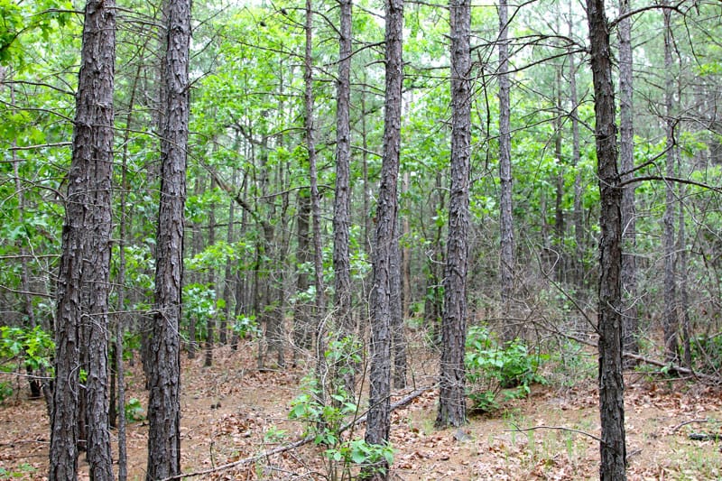 Trophy Ridge Phase II Tract 98 photo 6