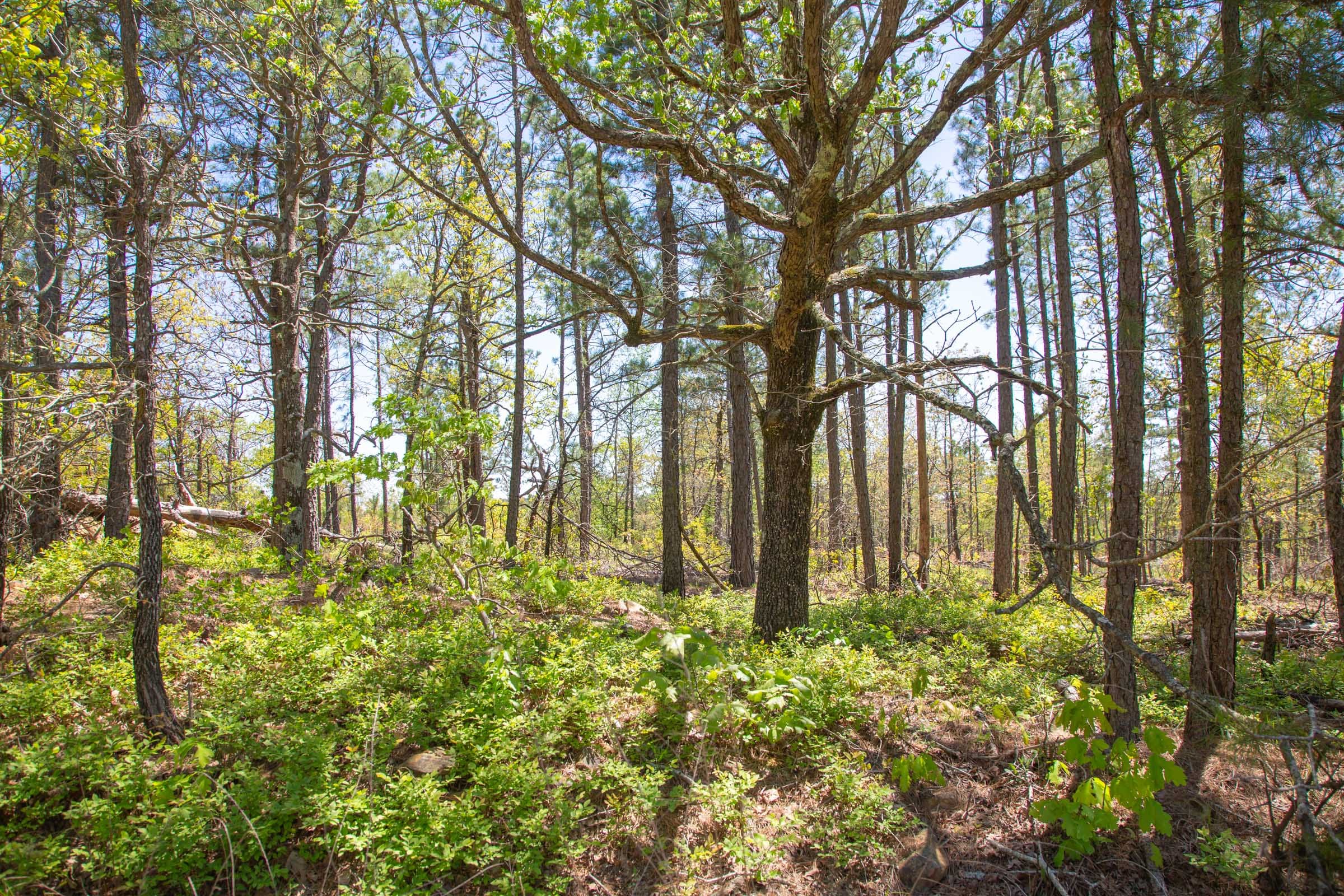 Eagle’s Nest Tract 10 photo 5