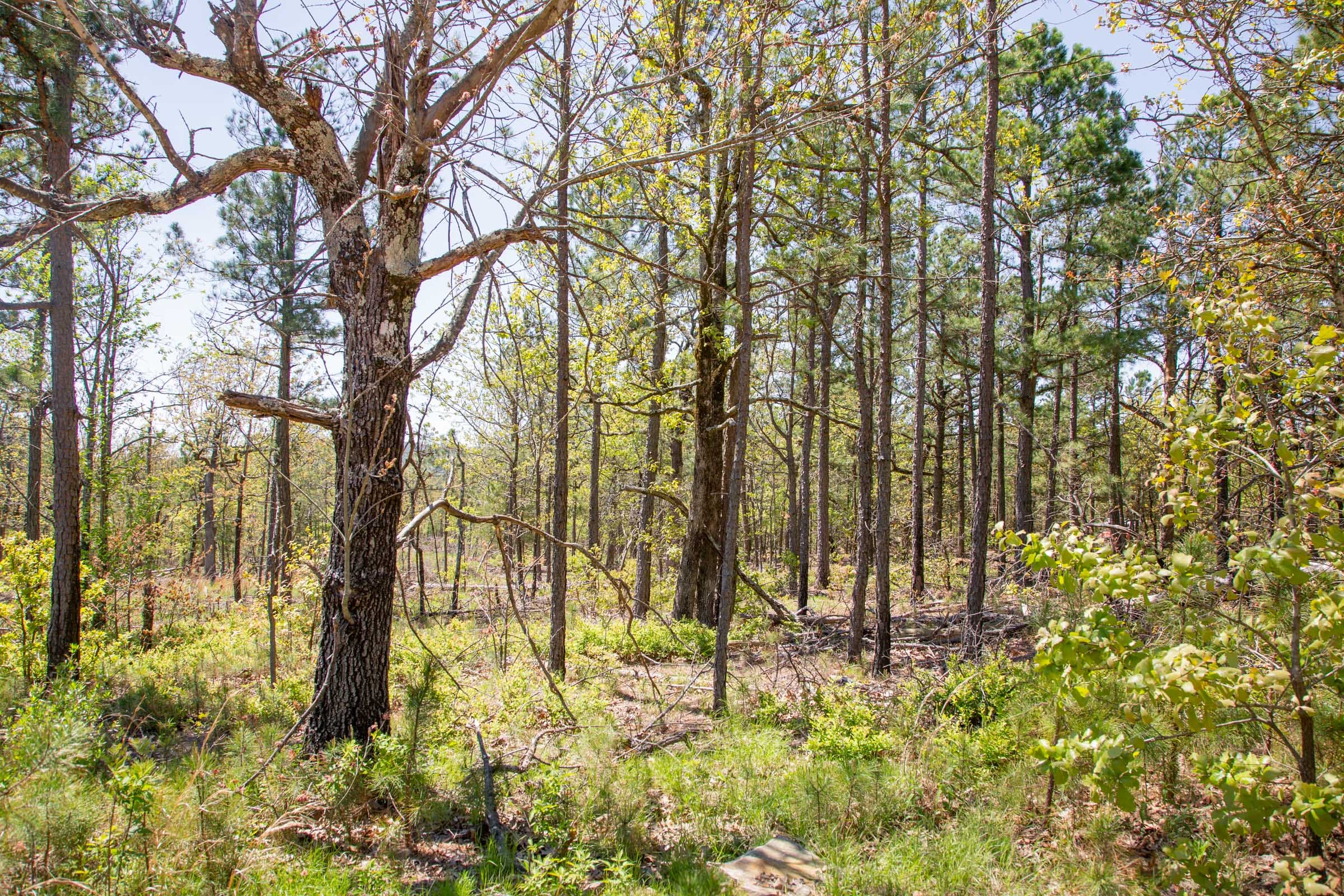 Eagle’s Nest Tract 10 photo 8