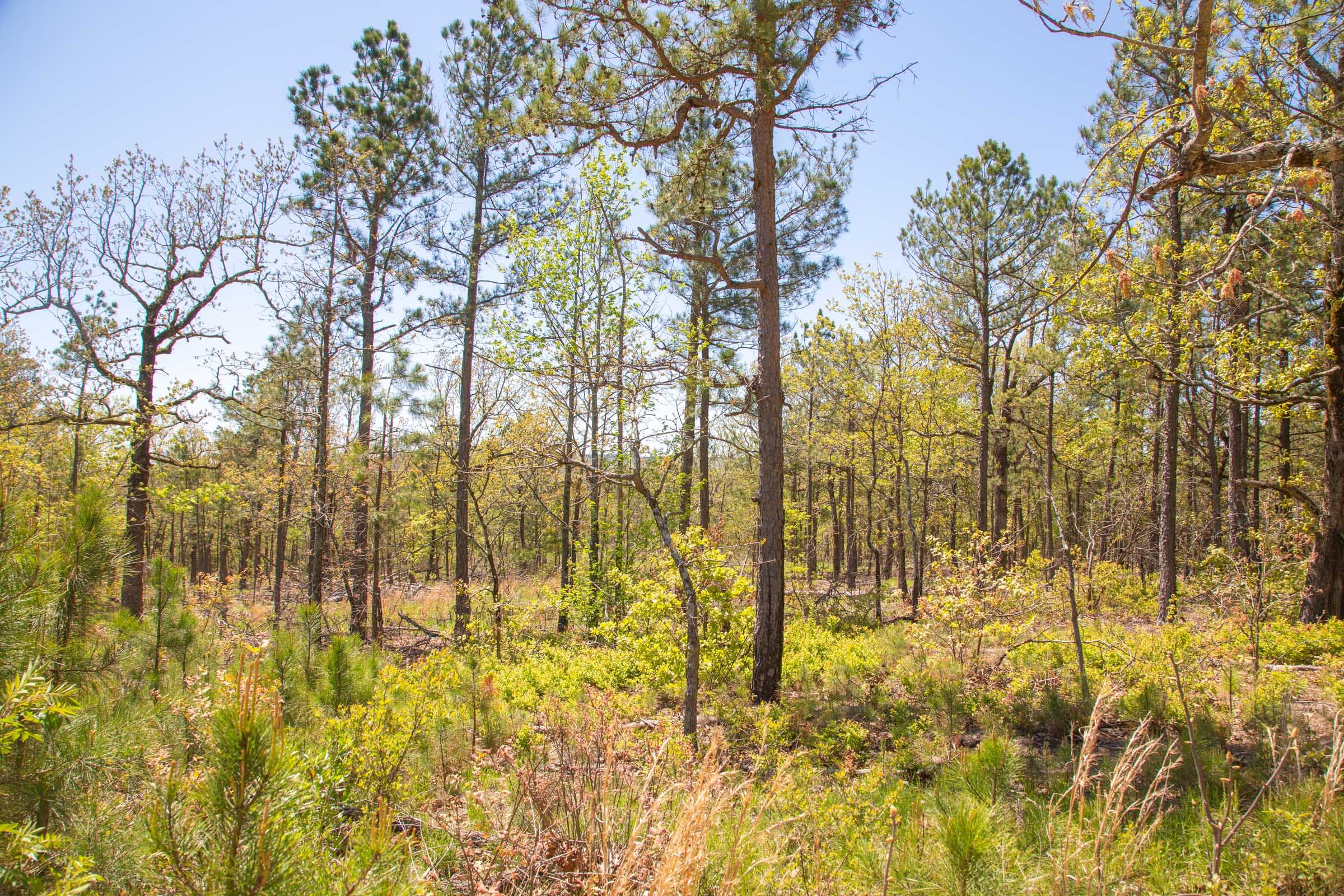 Eagle’s Nest Tract 10 photo 9
