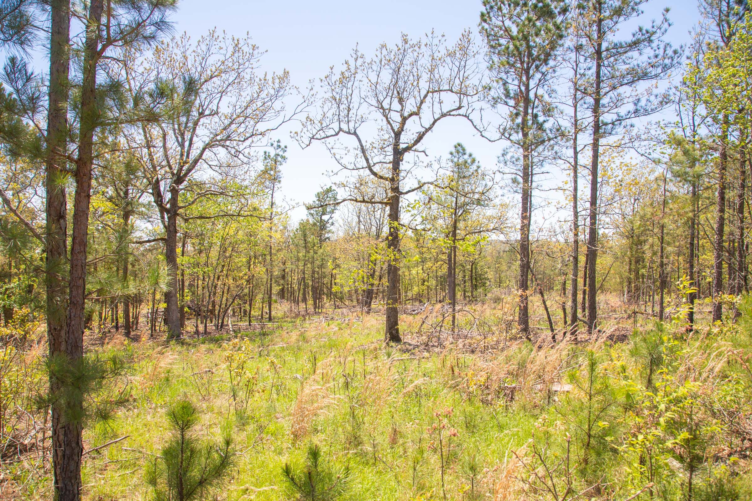Eagle’s Nest Tract 10 photo 10