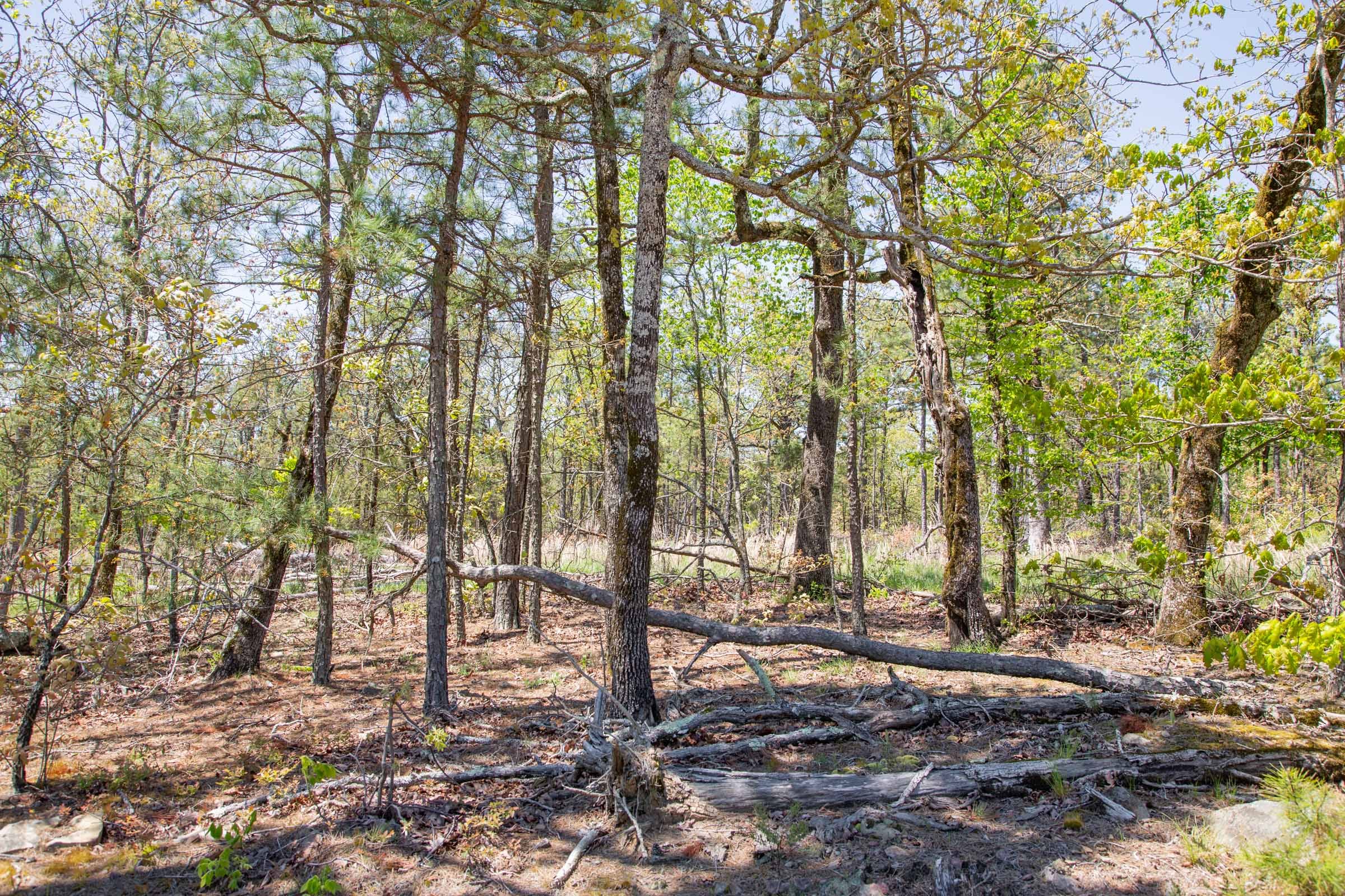 Eagle’s Nest Tract 10 photo 13