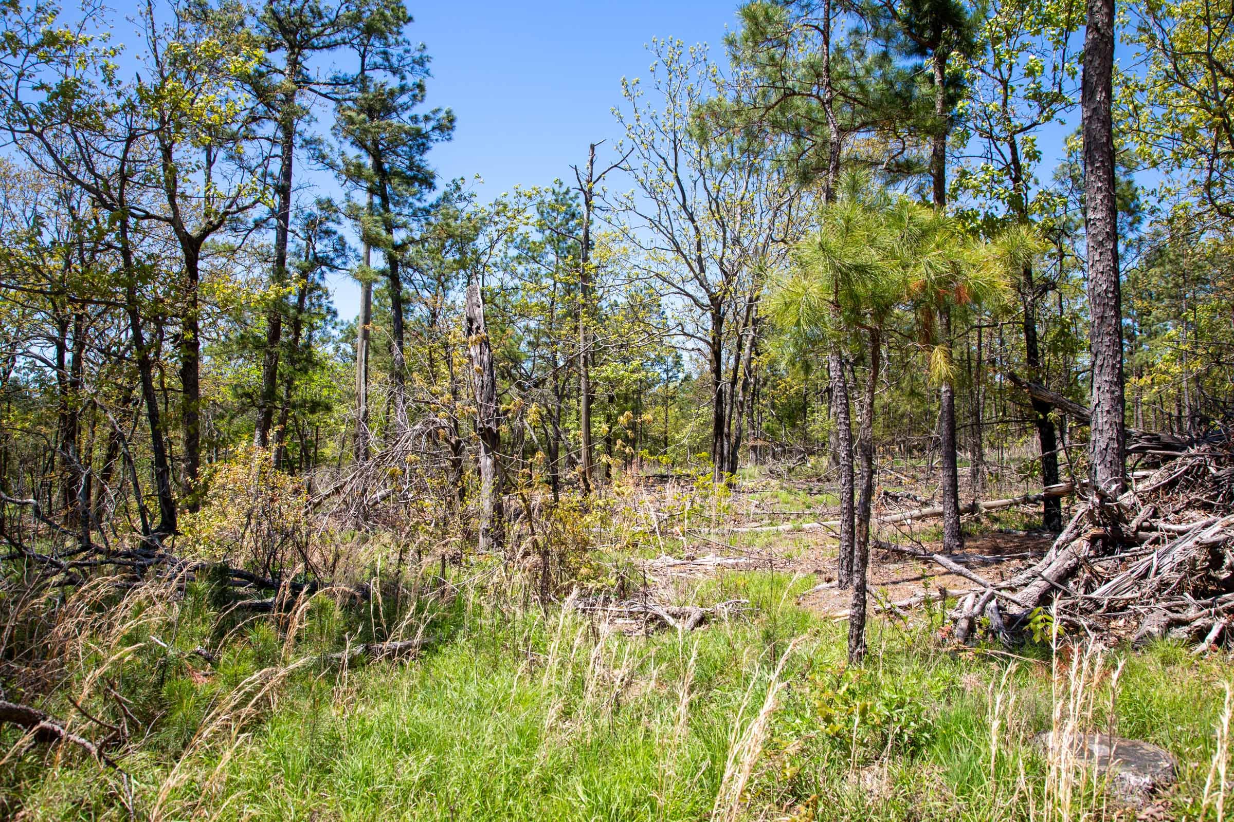 Eagle’s Nest Tract 10 photo 14