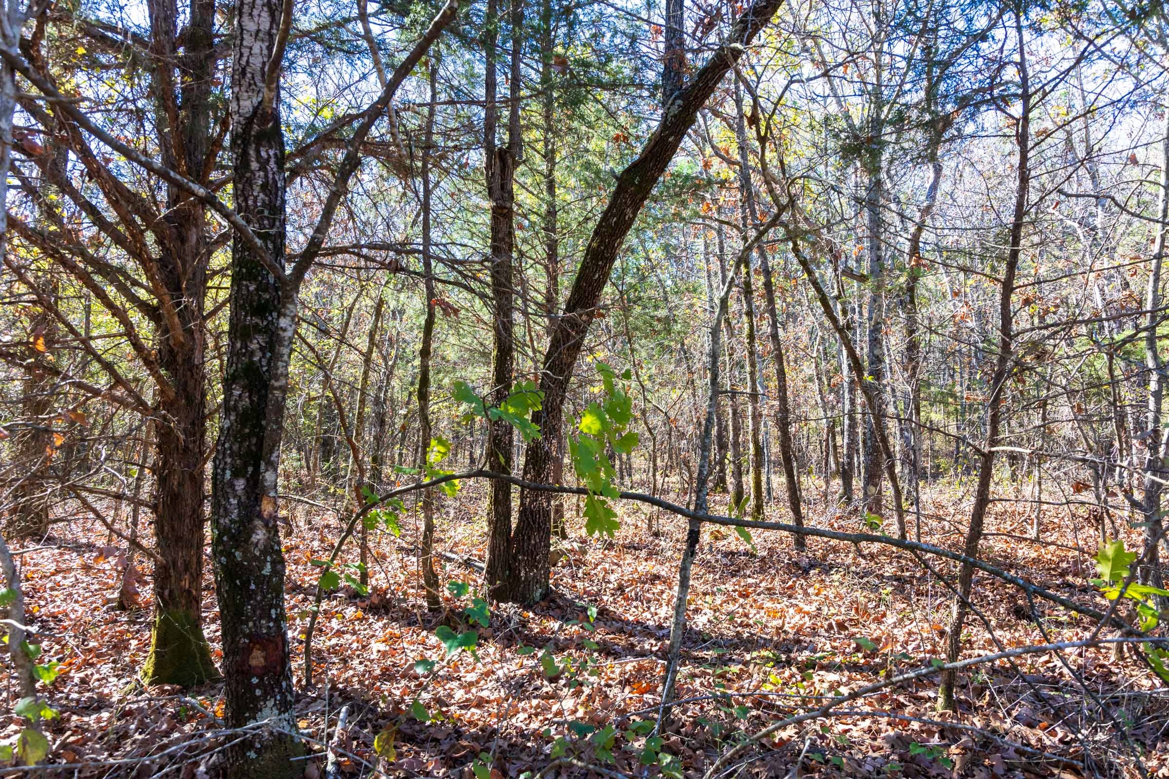 Stone Bridge Reserve Tract 8 photo 7
