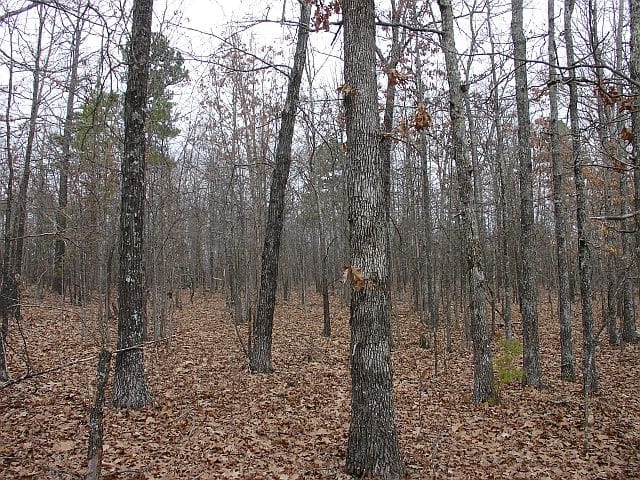 Barnes Hollow Tract 3 photo 3