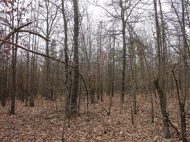 Barnes Hollow Tract 3 photo 4