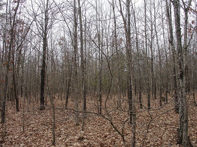 Barnes Hollow Tract 3 photo 5