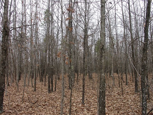 Barnes Hollow Tract 3 photo 6