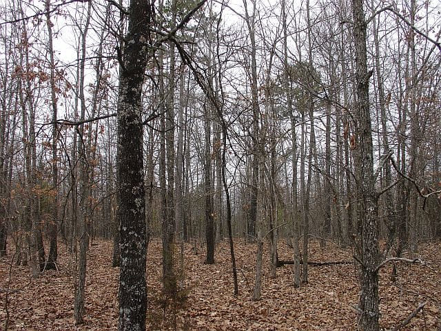 Barnes Hollow Tract 3 photo 7
