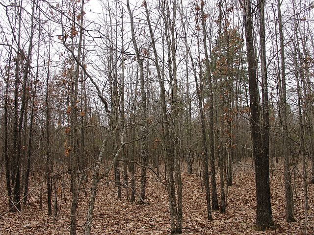 Barnes Hollow Tract 3 photo 8