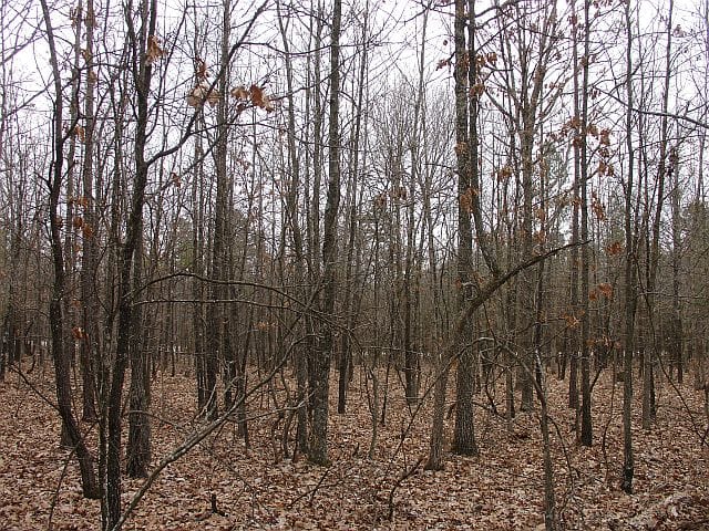 Barnes Hollow Tract 3 photo 9
