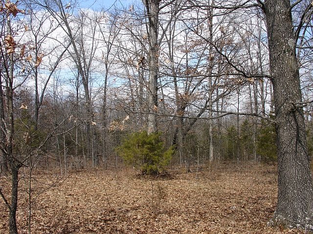 Barnes Hollow Tract 3 photo 11