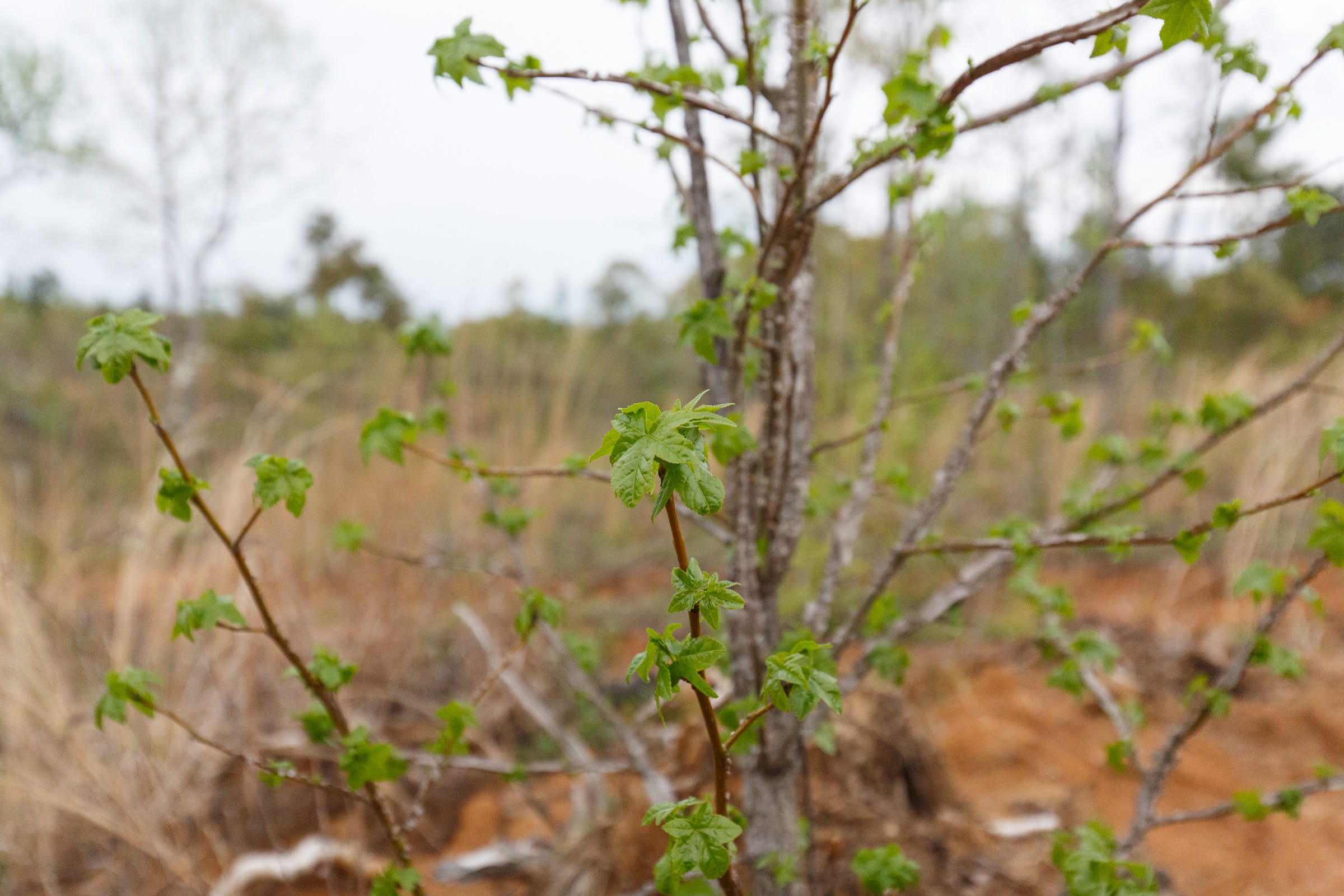 Twin Rivers Tract 32 photo 10