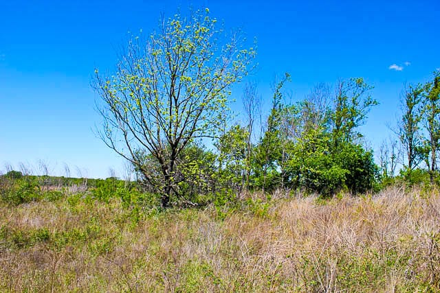 Saddlebrook Ranch Tract 8 photo 2