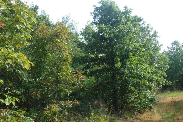 Sugartree Falls Tract 10 photo 4