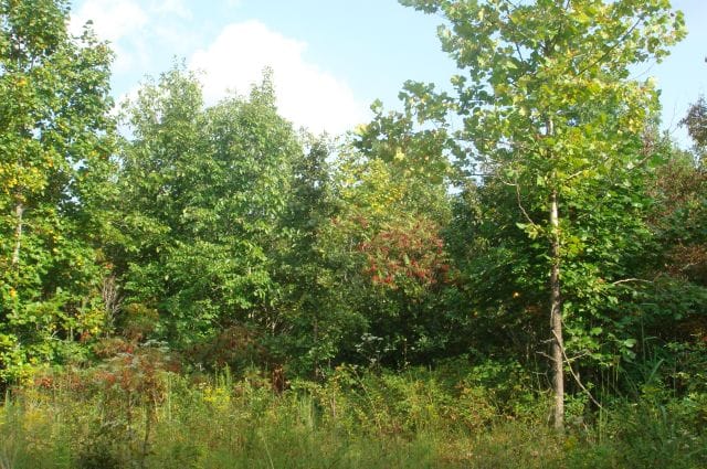 Sugartree Falls Tract 10 photo 5