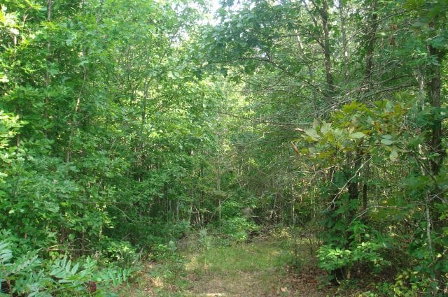 Sugartree Falls Tract 10 photo 3