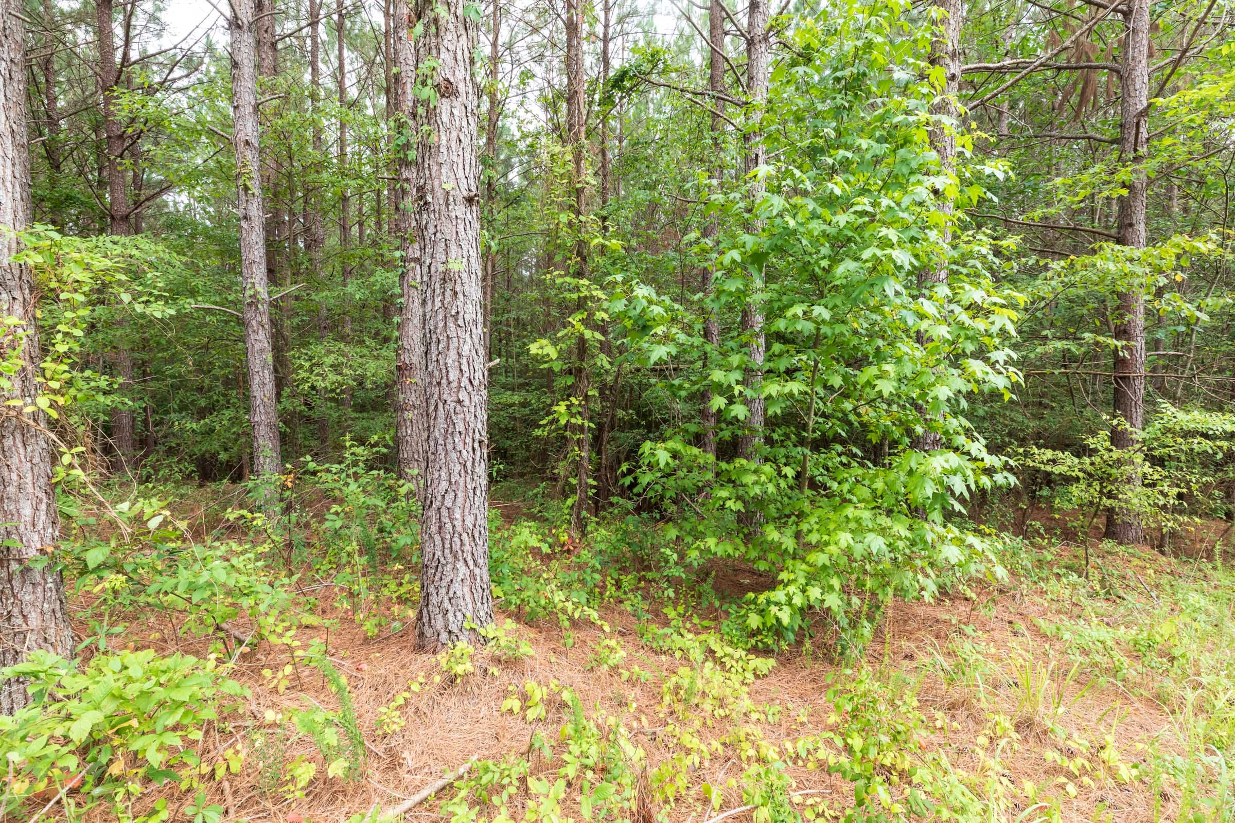 Whiskey Ridge Tract 40 photo 7