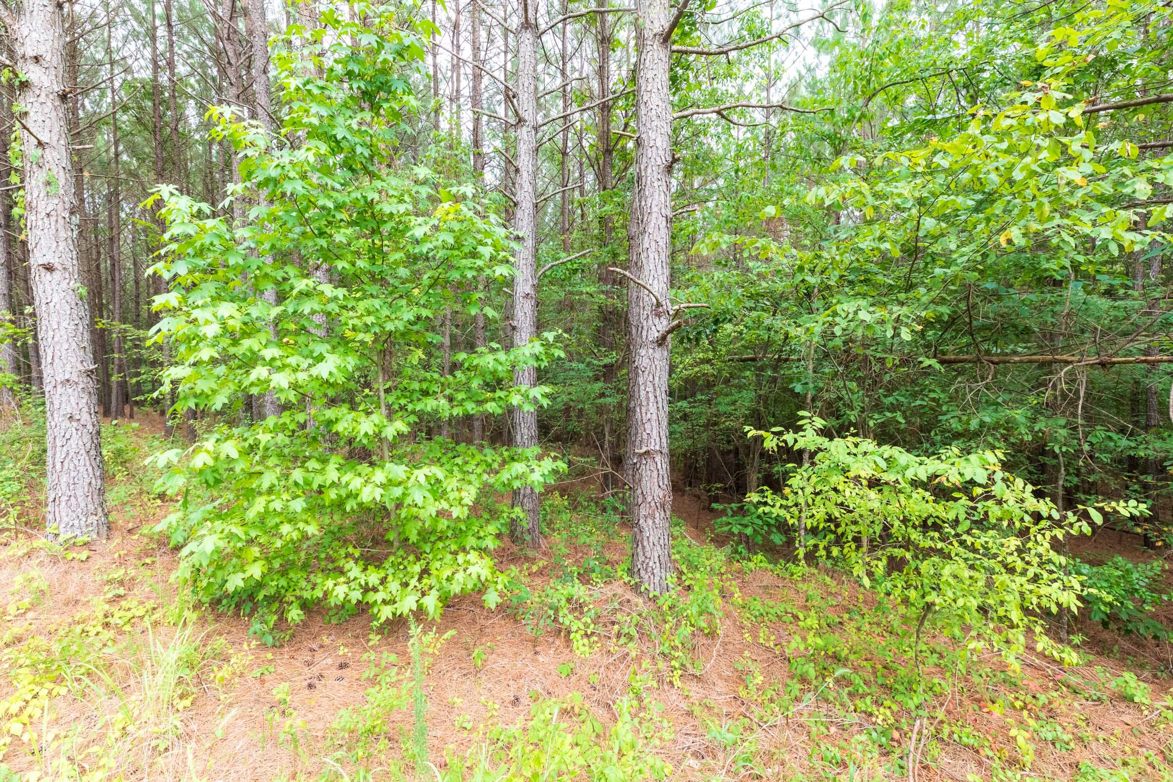 Whiskey Ridge Tract 40 photo 1