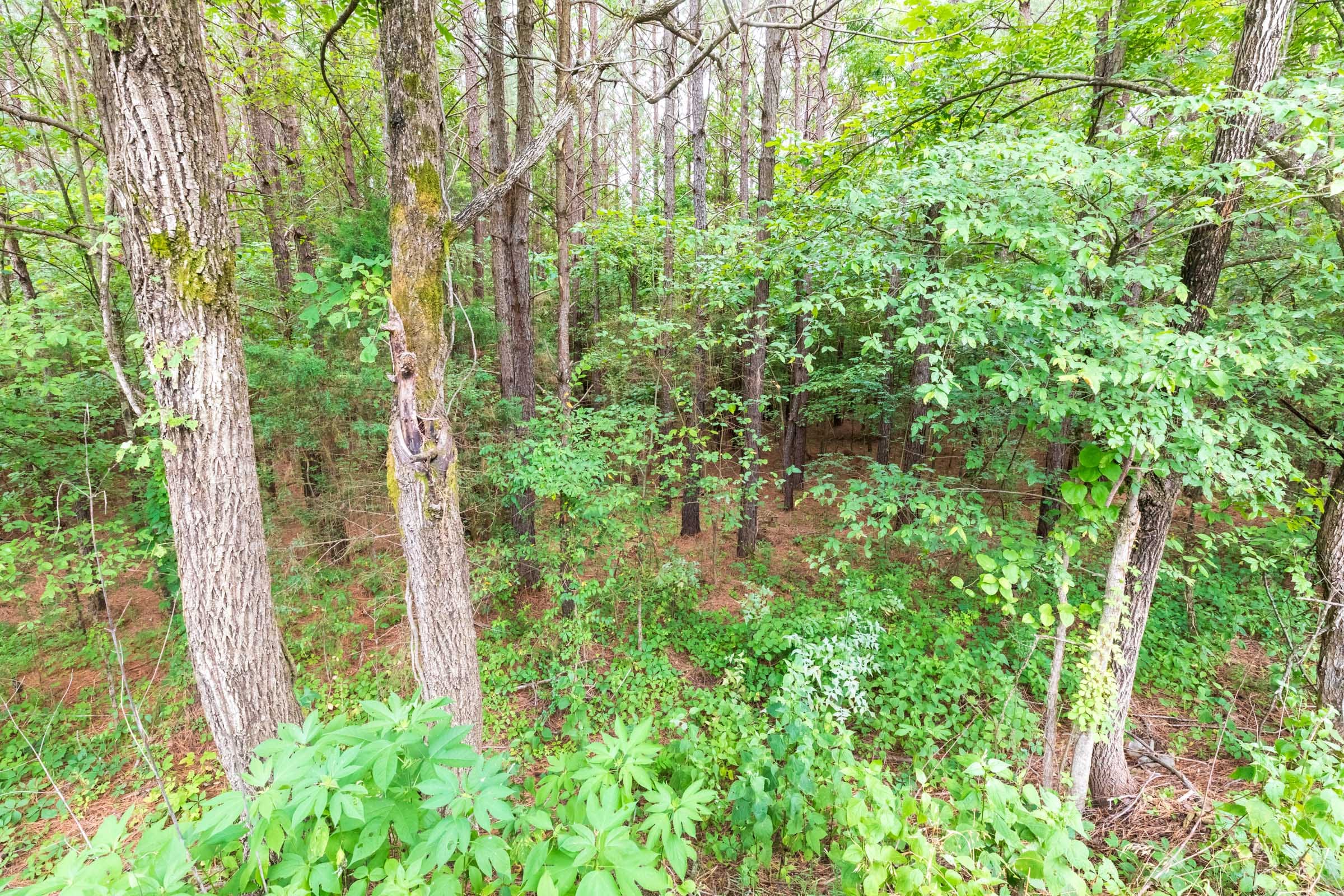 Whiskey Ridge Tract 40 photo 4