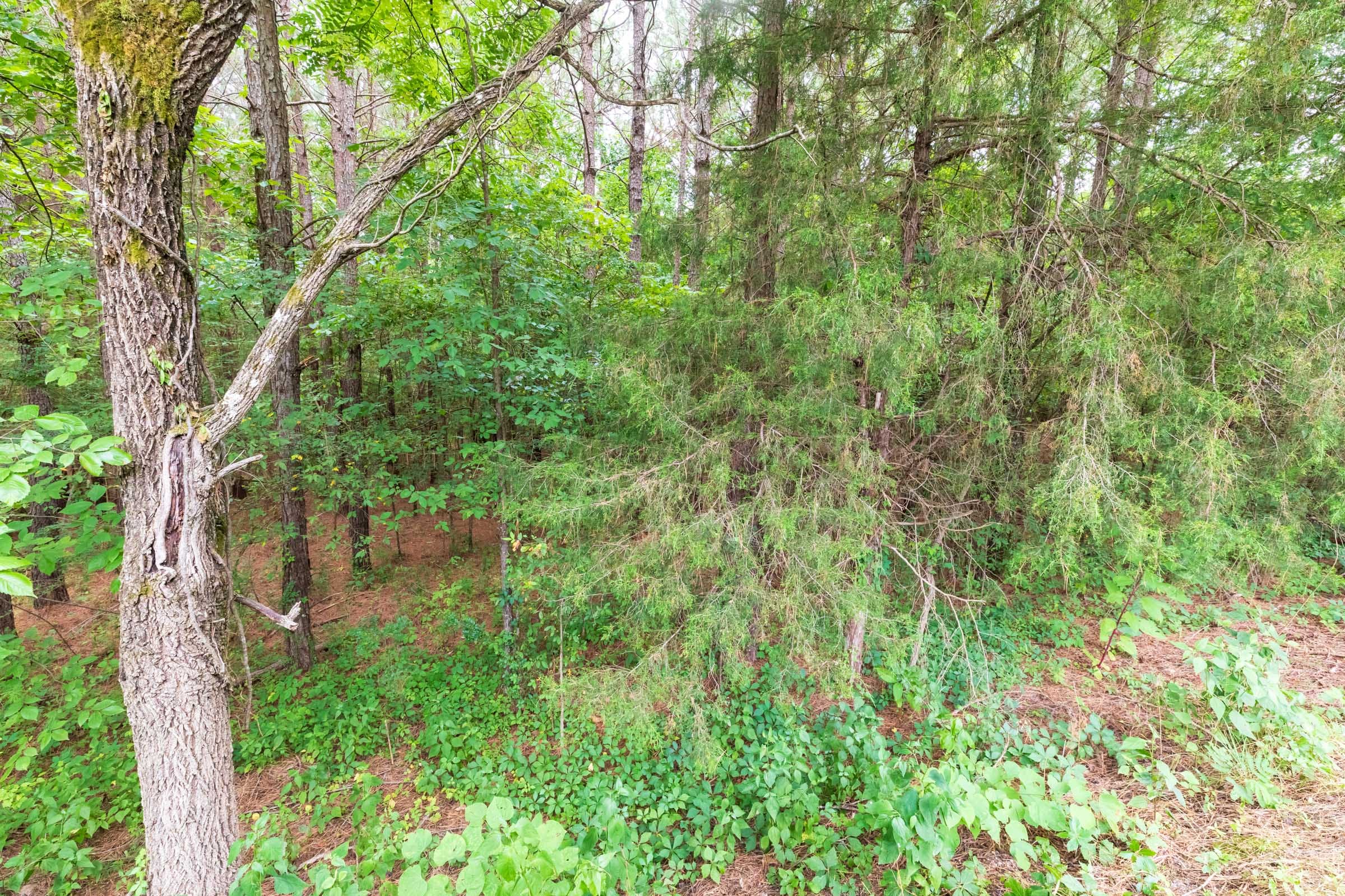 Whiskey Ridge Tract 40 photo 6