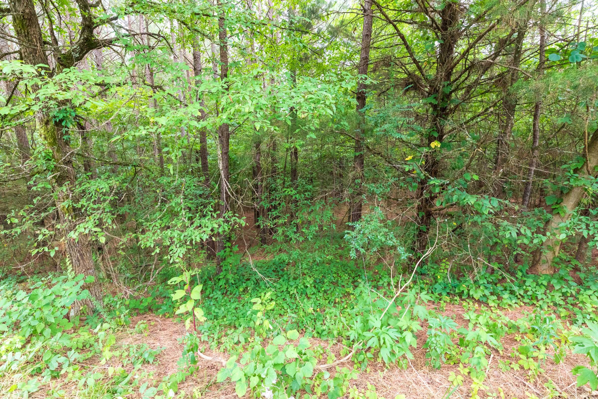 Whiskey Ridge Tract 40 photo 9