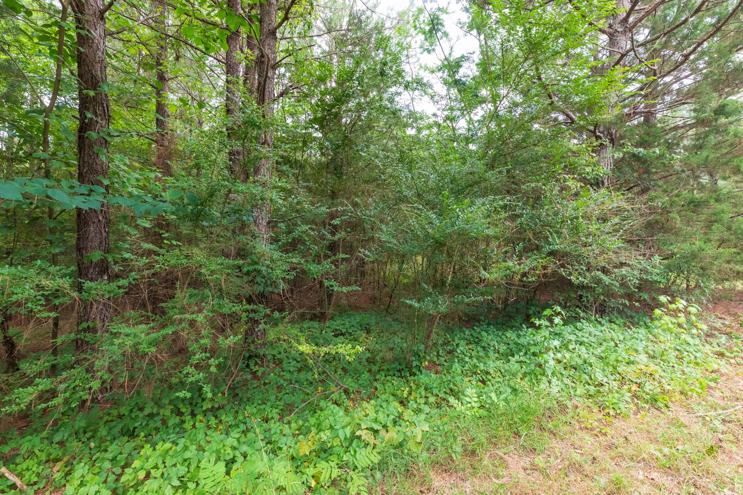 Whiskey Ridge Tract 40 photo 8