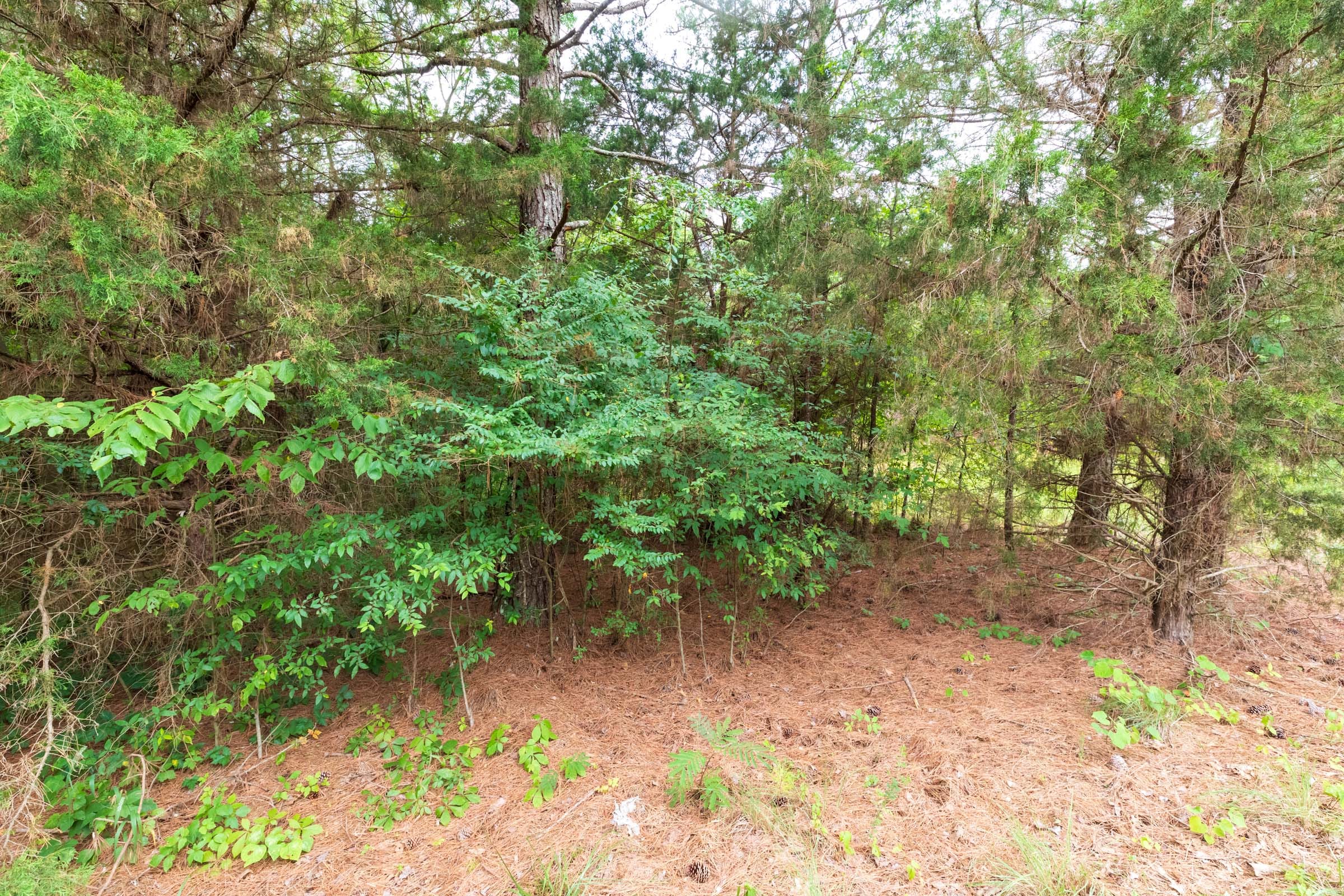 Whiskey Ridge Tract 40 photo 11