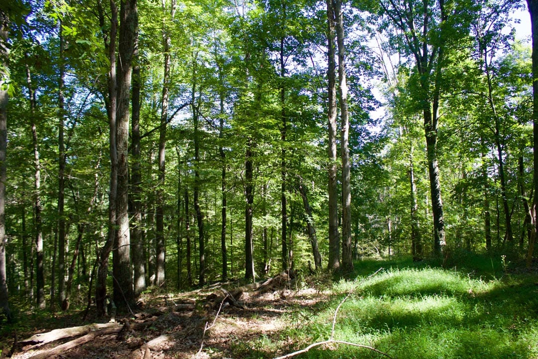 Heritage Hollow Tract 10 photo 3