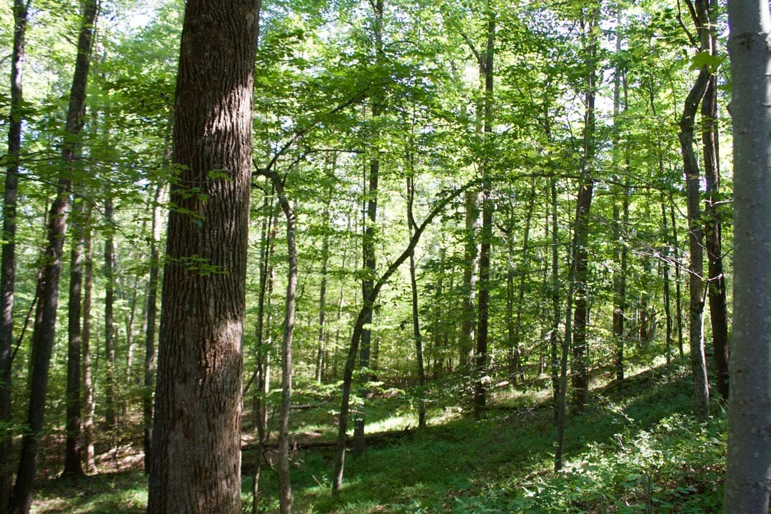 Heritage Hollow Tract 10 photo 5