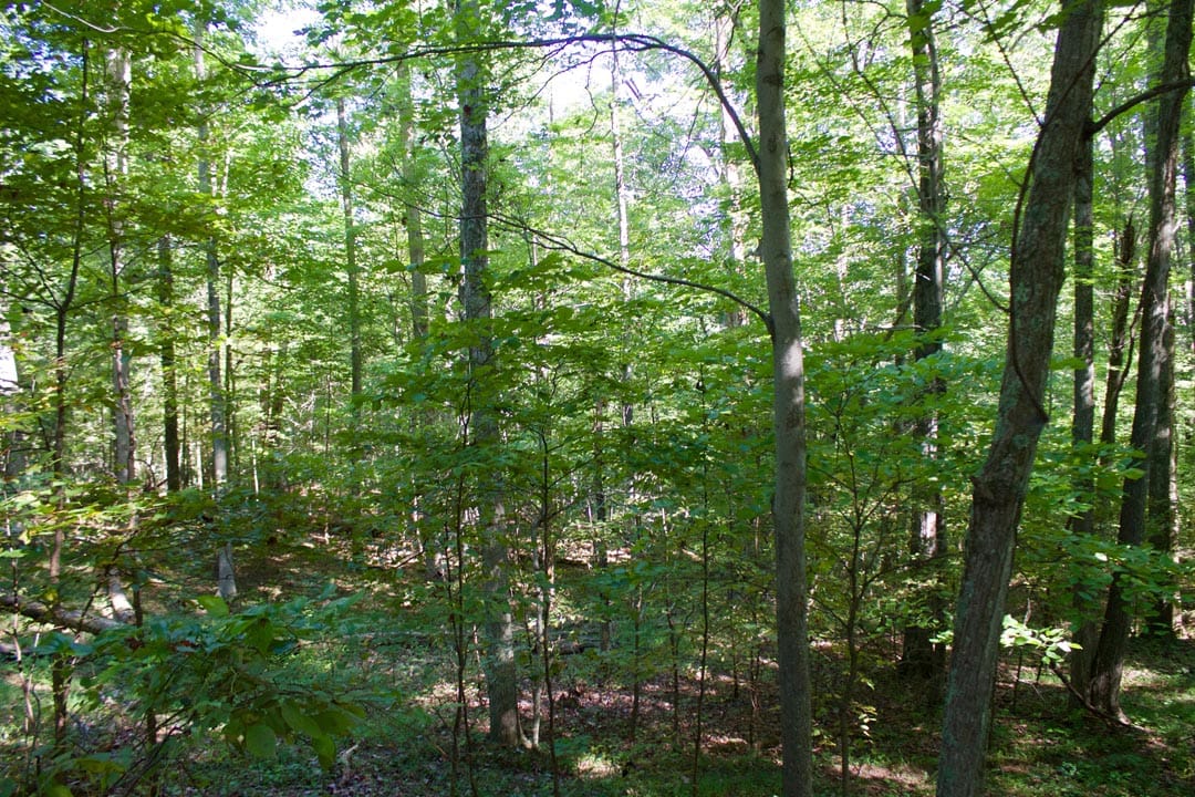 Heritage Hollow Tract 10 photo 6