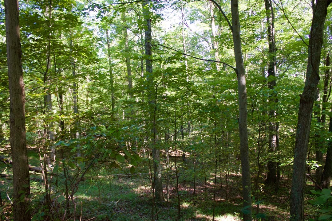 Heritage Hollow Tract 10 photo 7