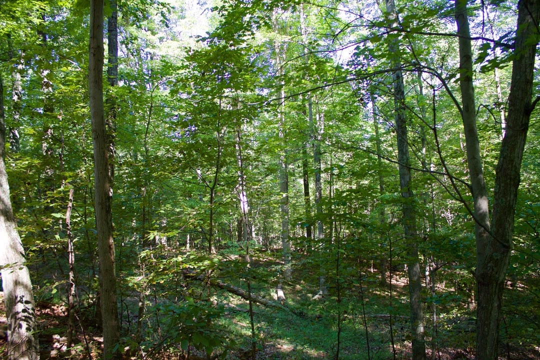 Heritage Hollow Tract 10 photo 8