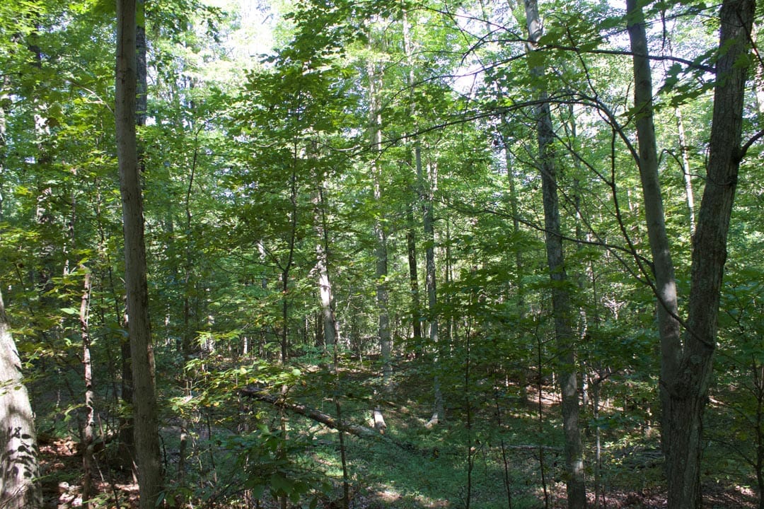 Heritage Hollow Tract 10 photo 9