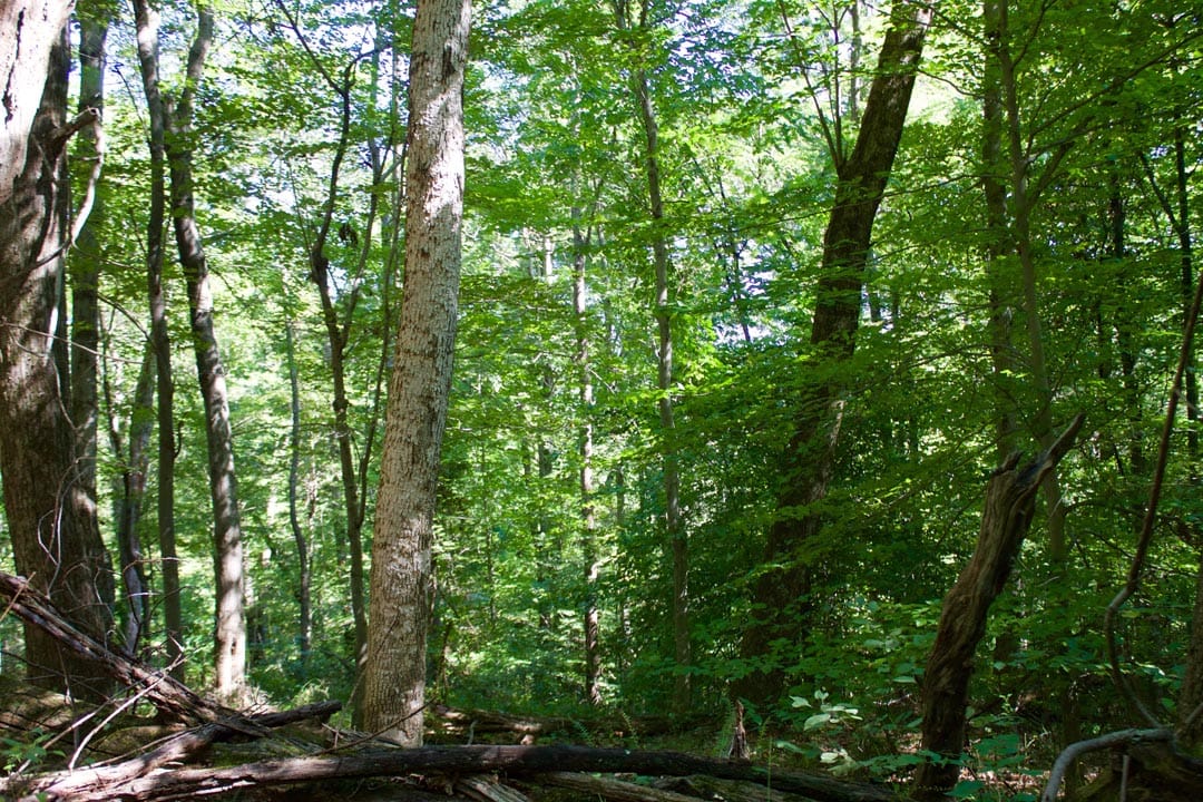 Heritage Hollow Tract 10 photo 12