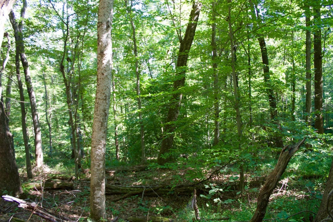 Heritage Hollow Tract 10 photo 13