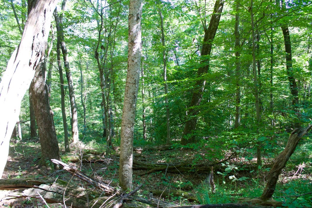 Heritage Hollow Tract 10 photo 14