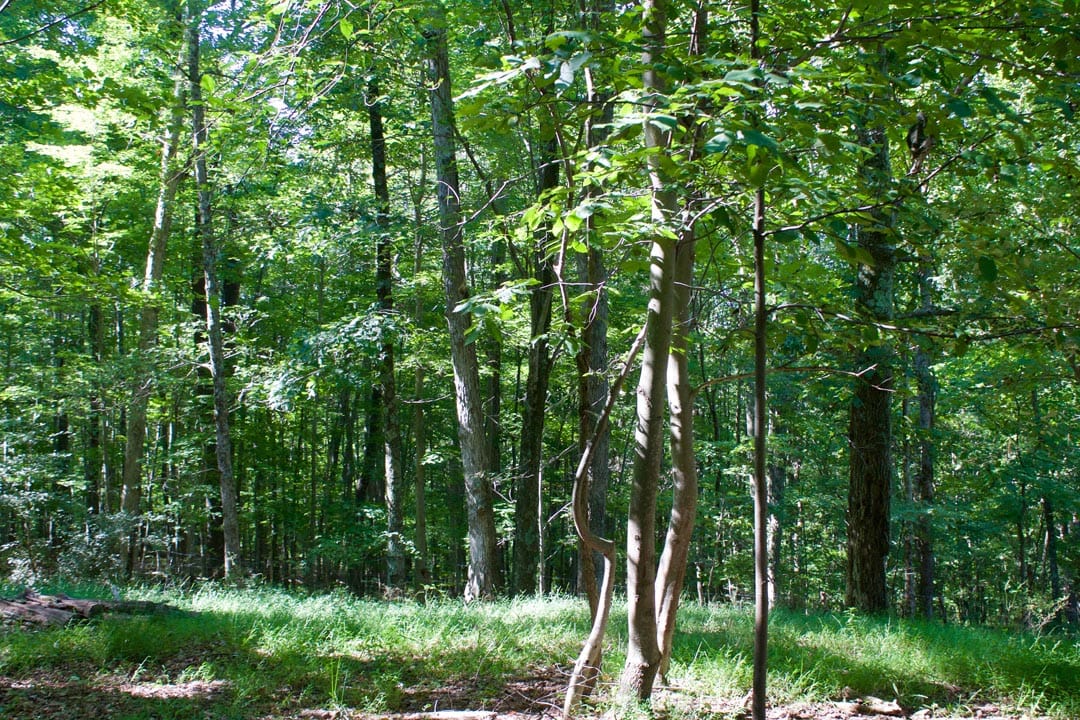 Heritage Hollow Tract 10 photo 19